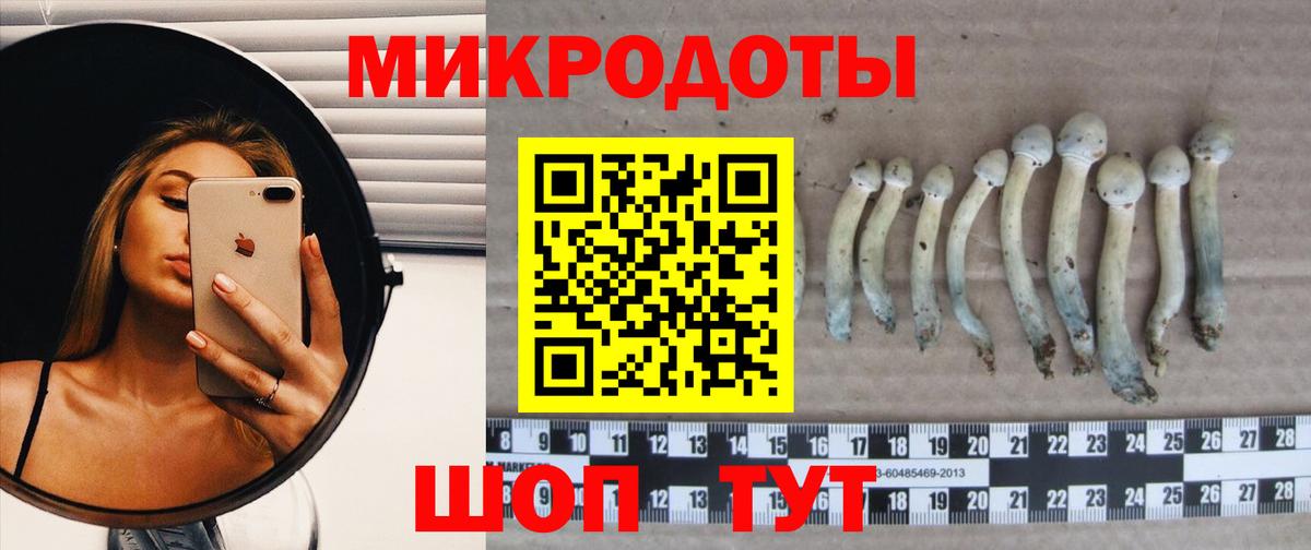Псилоцибиновые грибы Psilocybine cubensis Курчалой